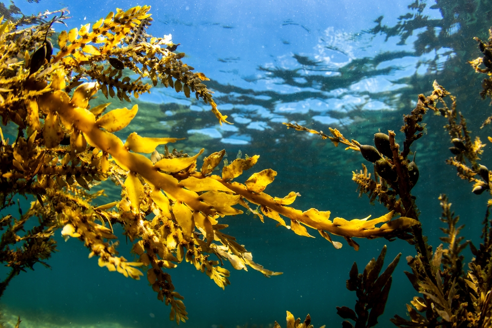 Brown,Algae,Seaweed,In,New,Zealand,,Growing,In,The,Goat